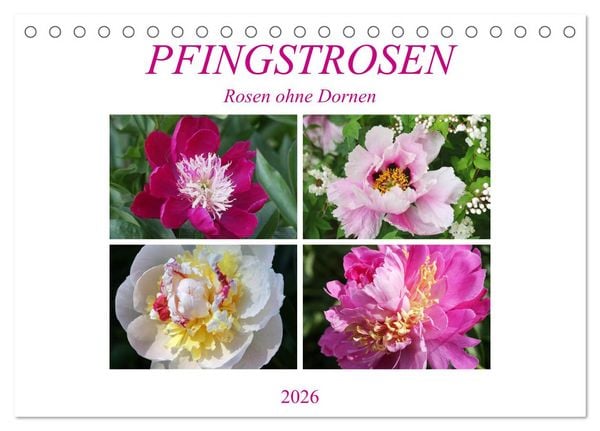 PFINGSTROSEN Rosen ohne Dornen (Tischkalender 2026 DIN A5 quer), CALVENDO Monatskalender