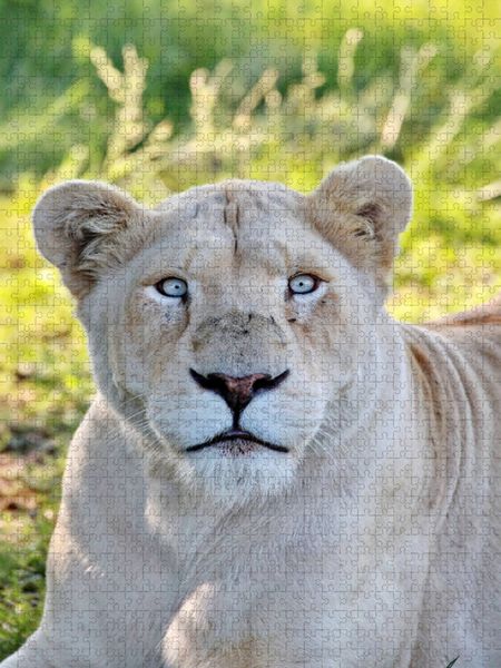 Produktbild: CALVENDO Puzzle Ein Motiv aus dem Kalender KATZEN PORTRAITS Wei&szlig;e L&ouml;wen aus Afrika | 1000 Teile Lege-Gr&ouml;&szlig;e 64 &times; 48 cm Foto-Puzzle f&uuml;r gl&uuml;ckliche Stunden