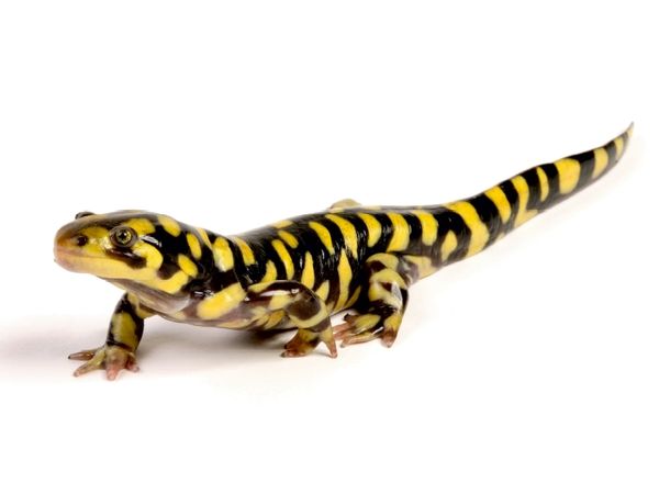 Produktbild: Barren-Tigersalamander - Ambystoma mavortium (Puzzle)