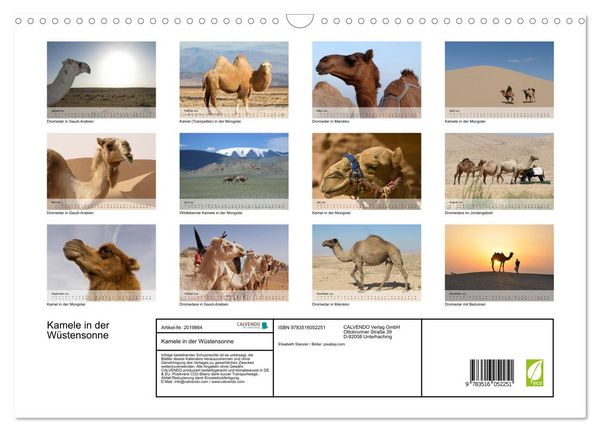 Produktbild: Kamele in der W&uuml;stensonne (Wandkalender 2026 DIN A3 quer), CALVENDO Monatskalender