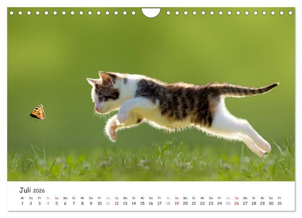 Produktbild: K&auml;tzchen 2026 (Wandkalender 2026 DIN A4 quer), CALVENDO Monatskalender