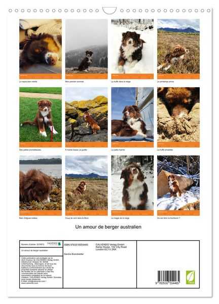 Produktbild: Un amour de berger australien (Calendrier mural 2026 DIN A3 horizontal), CALVENDO calendrier mensuel