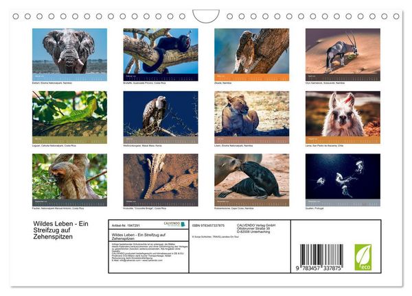 Produktbild: Wildes Leben - Ein Streifzug auf Zehenspitzen (Wandkalender 2026 DIN A4 quer), CALVENDO Monatskalender