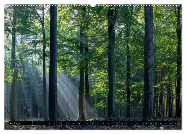 Produktbild: Arnsberger Wald (hochwertiger Premium Wandkalender 2026 DIN A2 quer), Kunstdruck in Hochglanz