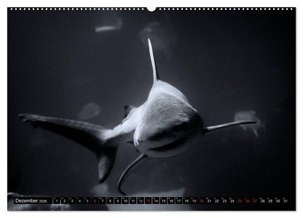 Produktbild: Meerestiere Bilder in Schwarz Weiss (Wandkalender 2026 DIN A2 quer), CALVENDO Monatskalender