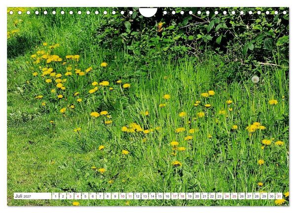 Produktbild: Gute Laune - L&ouml;wenzahn (Wandkalender 2027 DIN A4 quer), CALVENDO Monatskalender