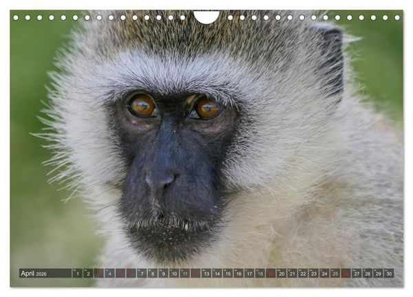 Produktbild: blick kontakt mit tieren im &ouml;stlichen und s&uuml;dlichen afrika (Wandkalender 2026 DIN A4 quer), CALVENDO Monatskalender