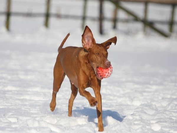 Produktbild: CALVENDO Puzzle Ein Motiv aus dem Kalender Magyar Vizsla | 1000 Teile Lege-Gr&ouml;&szlig;e 64x48cm Foto-Puzzle f&uuml;r gl&uuml;ckliche Stunden