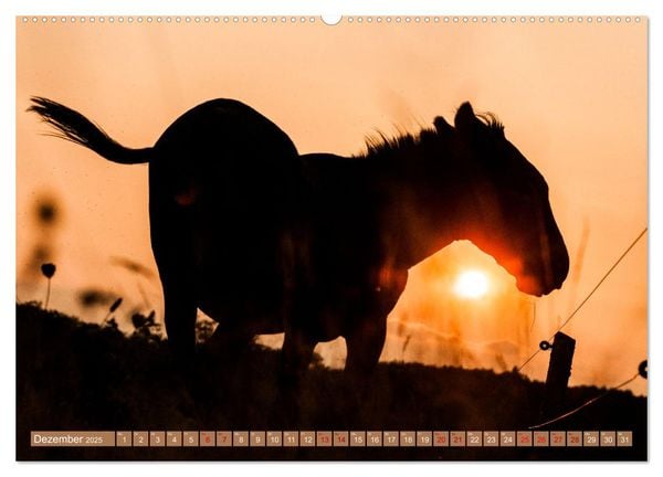 Produktbild: Esel der Welt - Lieblings Langohren (Wandkalender 2025 DIN A2 quer), CALVENDO Monatskalender
