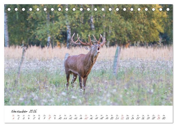 Produktbild: Rotwild - im Naturparadies der Mecklenburgischen Seenplatte (Tischkalender 2026 DIN A5 quer), CALVENDO Monatskalender