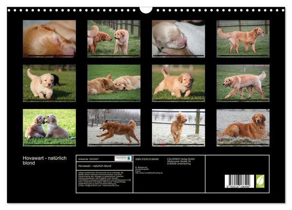 Produktbild: Hovawart - nat&uuml;rlich blond (Wandkalender 2026 DIN A3 quer), CALVENDO Monatskalender