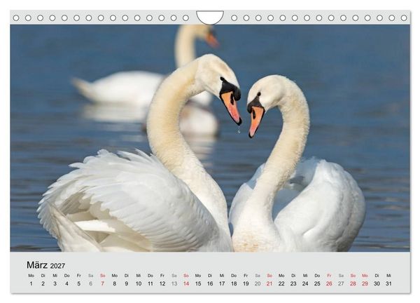 Produktbild: Mit dem Schwan durchs Jahr 2027 (Wandkalender 2027 DIN A4 quer), CALVENDO Monatskalender
