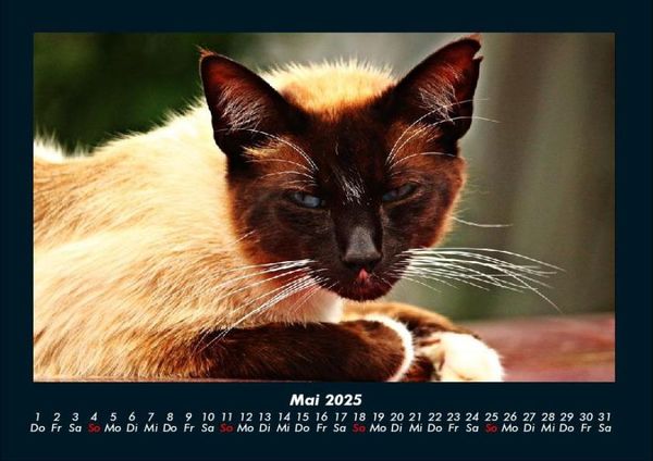 Produktbild: F&uuml;r Katzenfreunde 2025 Fotokalender DIN A4