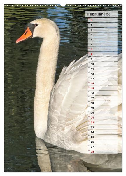 Produktbild: Stolze Schw&auml;ne (hochwertiger Premium Wandkalender 2026 DIN A2 hoch), Kunstdruck in Hochglanz