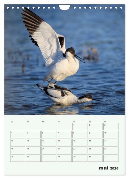 Produktbild: Voyage ornithologique (Calendrier mural 2026 DIN A4 horizontal), CALVENDO calendrier mensuel