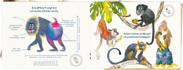 Produktbild: Abgedrehte Affen