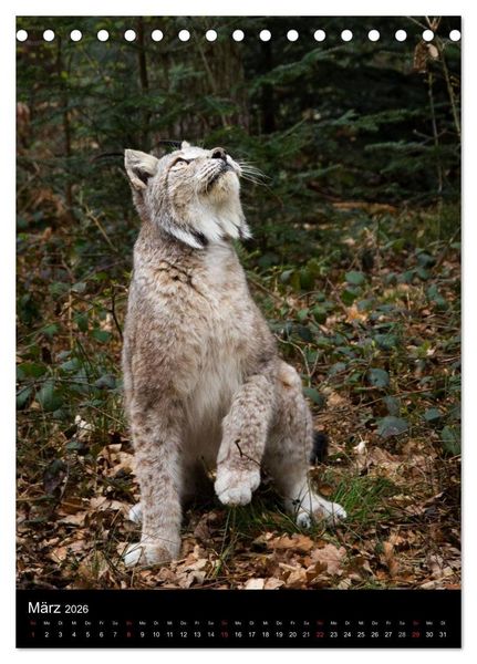 Produktbild: Der Luchs - Europas gr&ouml;&szlig;te Samtpfote (Tischkalender 2026 DIN A5 hoch), CALVENDO Monatskalender