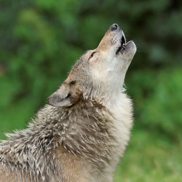 Produktbild: W&ouml;lfe / Wolves 2027