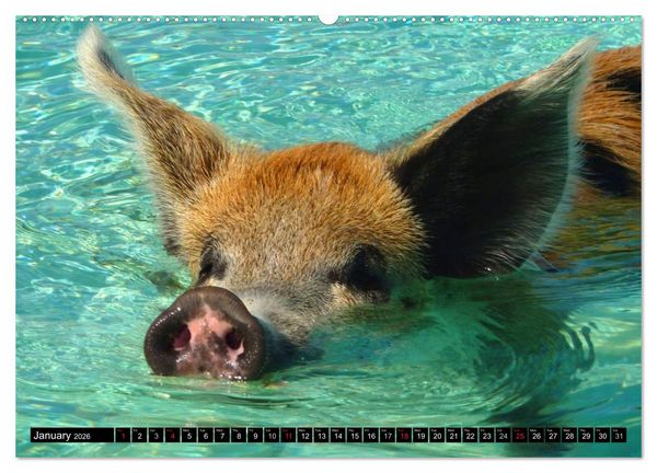 Produktbild: The Swimming Pigs of Bahamas (High Quality Premium Wall Calendar 2026 DIN A2 landscape),CALVENDO 12 Month Wall Calendar