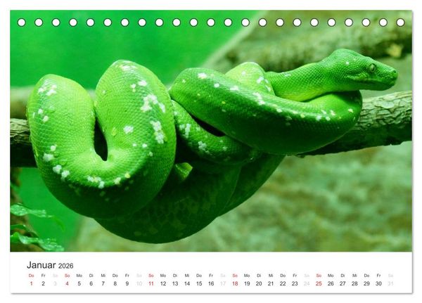 Produktbild: Das Leben der Reptilien (Tischkalender 2026 DIN A5 quer), CALVENDO Monatskalender