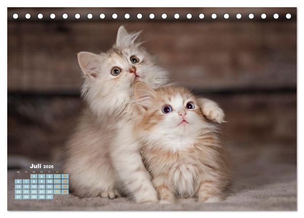 Produktbild: Die Kitten kommen. (Tischkalender 2026 DIN A5 quer), CALVENDO Monatskalender
