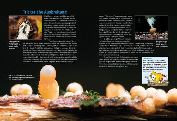 Produktbild: Entdecke die Pilze