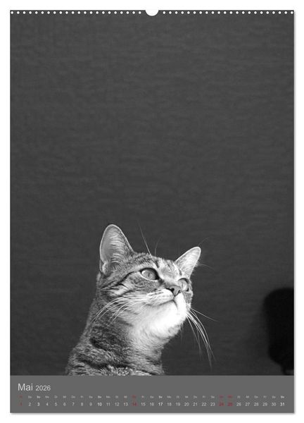 Produktbild: Sonja Heller Katzen in SW-Portraits (hochwertiger Premium Wandkalender 2026 DIN A2 hoch), Kunstdruck in Hochglanz