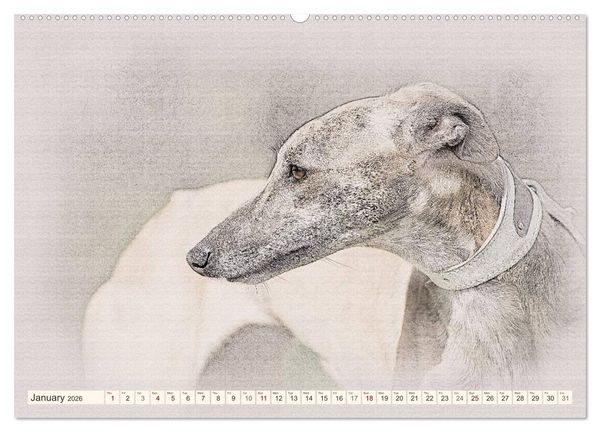 Produktbild: Whippets 2026 (High Quality Premium Wall Calendar 2026 DIN A2 landscape),CALVENDO 12 Month Wall Calendar