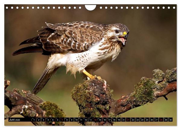 Produktbild: GREIFV&Ouml;GEL wild & frei (Wandkalender 2026 DIN A4 quer), CALVENDO Monatskalender