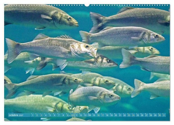 Produktbild: Poissons : d'&eacute;tangs et des rivi&egrave;res (Calendrier mural 2027 DIN A2 vertical), CALVENDO calendrier mensuel
