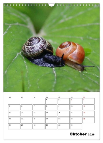 Produktbild: Die geheimnisvolle Welt der Schnecken (Wandkalender 2026 DIN A3 hoch), CALVENDO Monatskalender