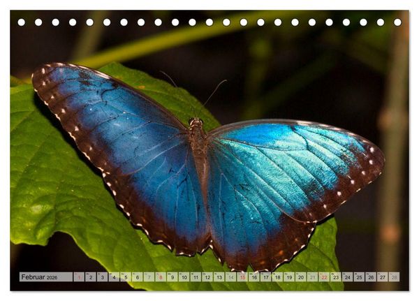 Produktbild: Schmetterlinge - zarte Gesch&ouml;pfe der Natur (Tischkalender 2026 DIN A5 quer), CALVENDO Monatskalender
