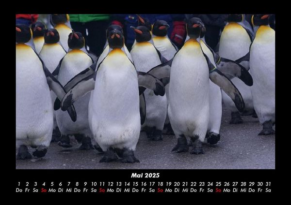 Produktbild: Pinguine & Eisb&auml;ren 2025 Fotokalender DIN A3