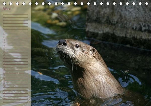 Produktbild: Fischotter Geburtstagskalender (Tischkalender immerw&auml;hrend DIN A5 quer)