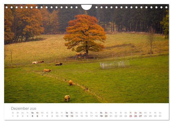 Produktbild: Wundersch&ouml;ne B&auml;ume im Sauerland (Wandkalender 2026 DIN A4 quer), CALVENDO Monatskalender