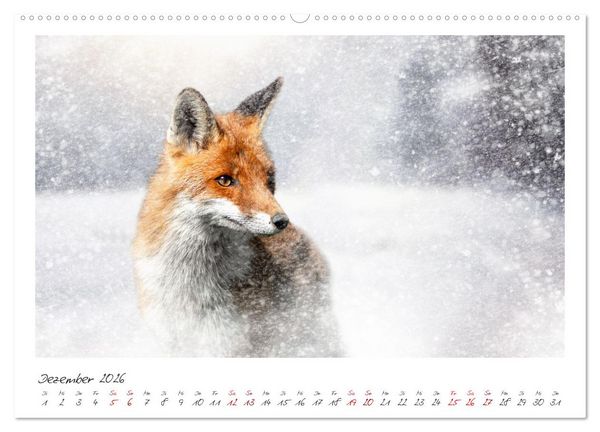 Produktbild: F&uuml;chse - zauberhafte Seelen (Wandkalender 2026 DIN A2 quer), CALVENDO Monatskalender