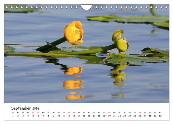 Produktbild: Eine Reise ins magische Donaudelta (Wandkalender 2026 DIN A4 quer), CALVENDO Monatskalender
