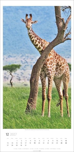 Produktbild: Giraffen Kalender 2027