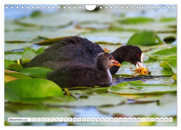 Produktbild: Oiseaux aquatiques en famille (Calendrier mural 2026 DIN A4 vertical), CALVENDO calendrier mensuel