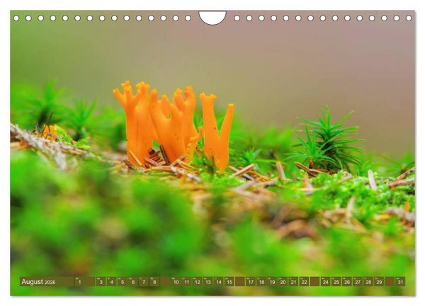 Produktbild: Die bunte Welt der Pilze (Wandkalender 2026 DIN A4 quer), CALVENDO Monatskalender