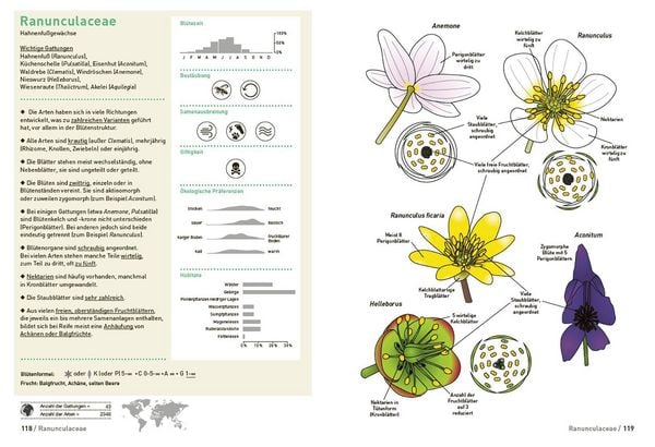 Produktbild: Botanische Grundkenntnisse auf einen Blick
