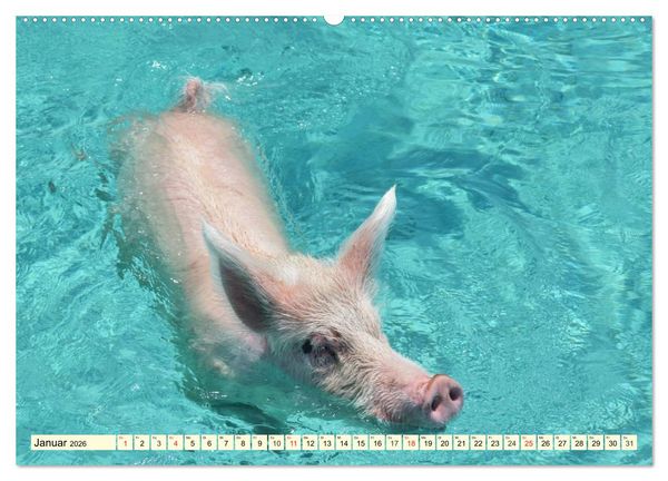 Produktbild: Schwimmende Schweine (hochwertiger Premium Wandkalender 2026 DIN A2 quer), Kunstdruck in Hochglanz