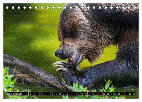 Produktbild: Grizzlys und Geisterb&auml;ren - Glendale Cove, Kanada (Tischkalender 2027 DIN A5 quer), CALVENDO Monatskalender