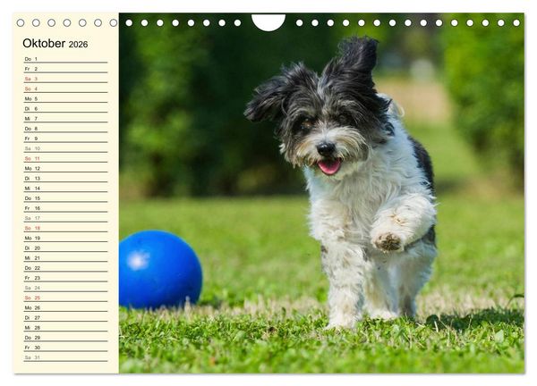 Produktbild: Havaneser - Herz auf 4 Pfoten (Wandkalender 2026 DIN A4 quer), CALVENDO Monatskalender
