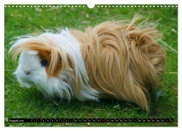 Produktbild: Kuschelige Meerschweinchen (Wandkalender 2026 DIN A3 quer), CALVENDO Monatskalender
