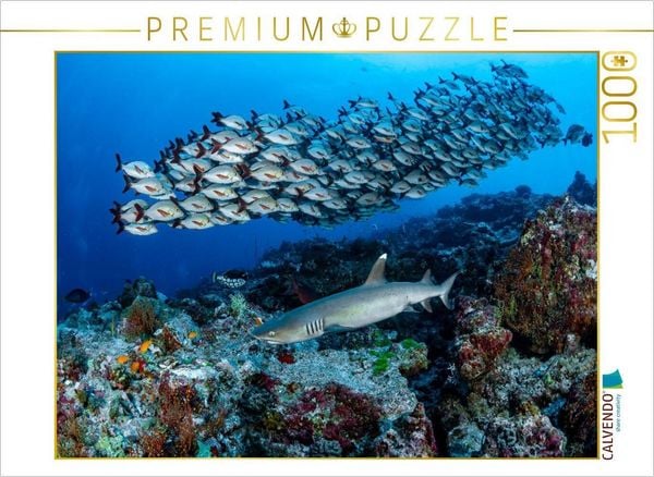 Produktbild: CALVENDO Puzzle Weisspitzenhai + Buckelschnapper | 1000 Teile Lege-Gr&ouml;&szlig;e 64x48cm Foto-Puzzle f&uuml;r gl&uuml;ckliche Stunden