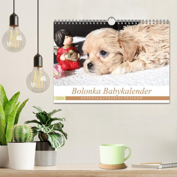 Produktbild: Bolonka Babykalender 2026 (Wandkalender 2026 DIN A4 quer), CALVENDO Monatskalender