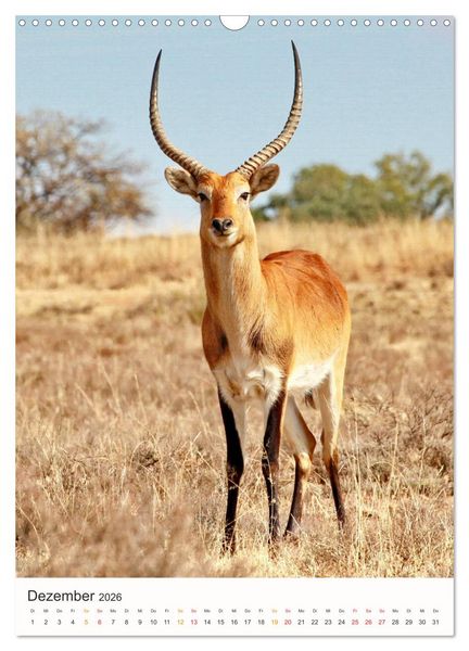 Produktbild: FAZINATION AFRIKA TIER PORTRAITS (Wandkalender 2026 DIN A3 hoch), CALVENDO Monatskalender