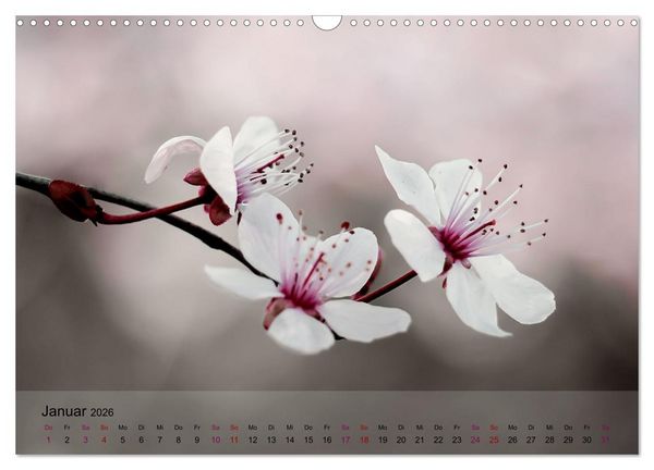 Produktbild: Bl&uuml;tenrausch - Mit Fr&uuml;hlingsgef&uuml;hlen durchs ganze Jahr (Wandkalender 2026 DIN A3 quer), CALVENDO Monatskalender