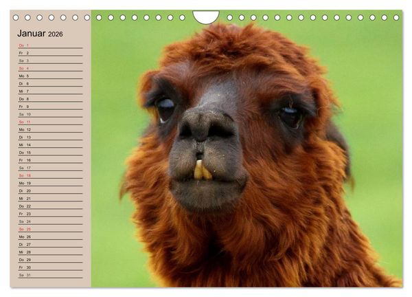 Produktbild: Alpakas und Lamas (Wandkalender 2026 DIN A4 quer), CALVENDO Monatskalender